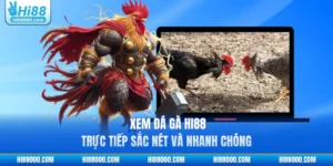 Xem Đá Gà HI88 - Trực Tiếp Sắc Nét Và Nhanh Chóng